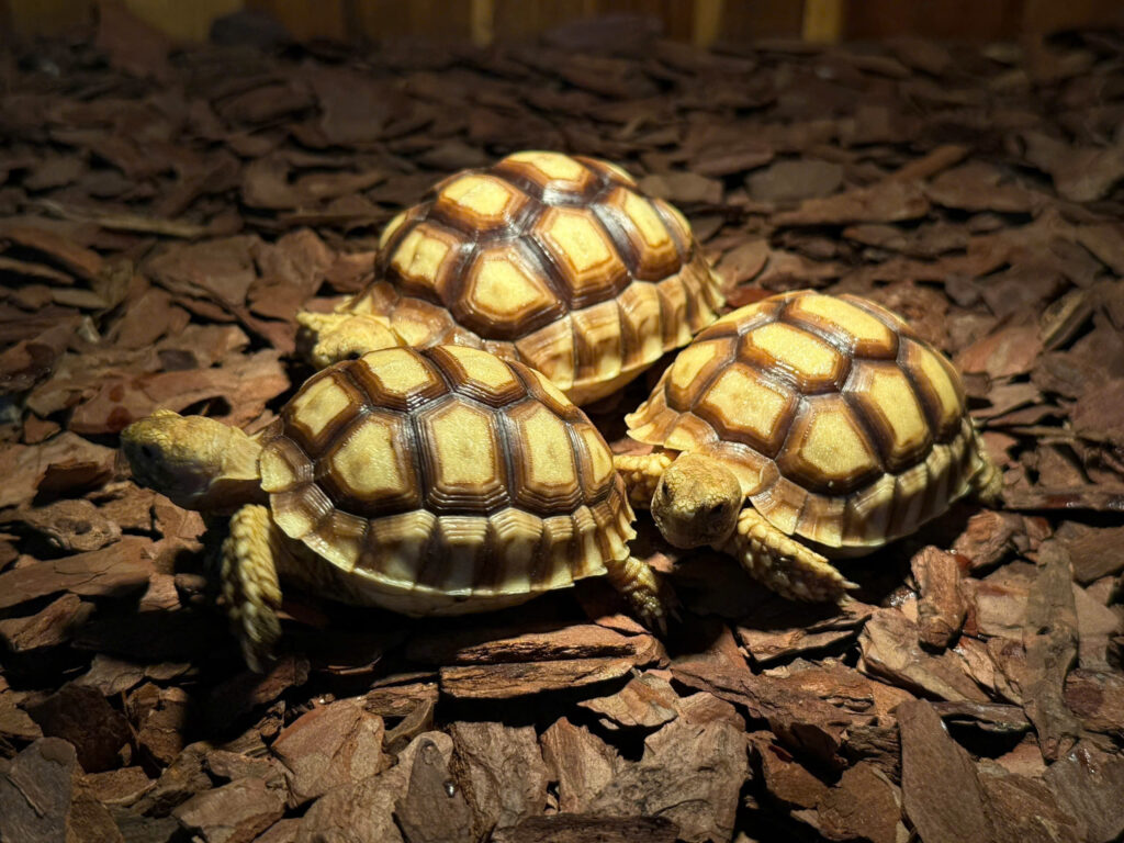 Sulcata tortoise - Rùa Cựa Châu Phi (1)