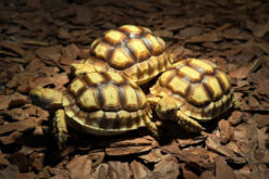 Sulcata tortoise - Rùa Cựa Châu Phi (1)