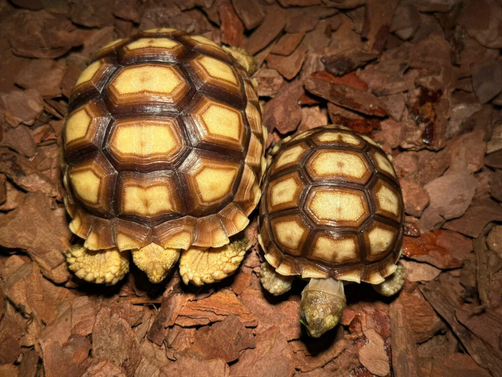Sulcata tortoise - Rùa Cựa Châu Phi (1)