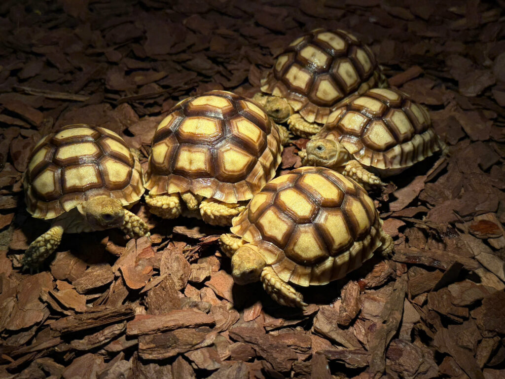 Sulcata tortoise - Rùa Cựa Châu Phi (1)