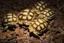 Sulcata tortoise - Rùa Cựa Châu Phi (1)