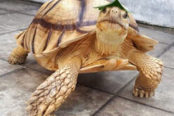 Sulcata tortoise - Rùa Cựa Châu Phi (1)