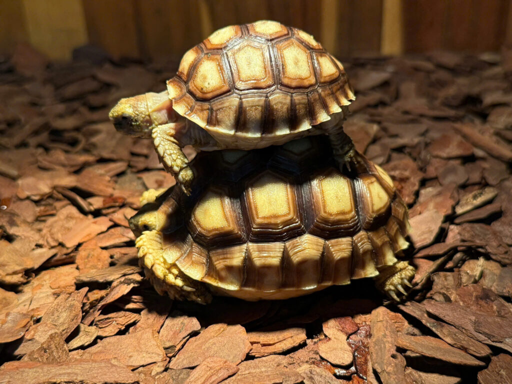 Sulcata tortoise - Rùa Cựa Châu Phi (1)