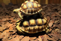 Sulcata tortoise - Rùa Cựa Châu Phi (1)