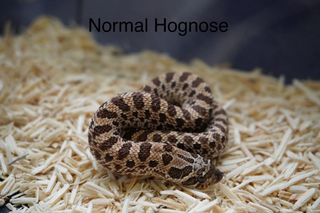 rắn mũi heo - hognose snake