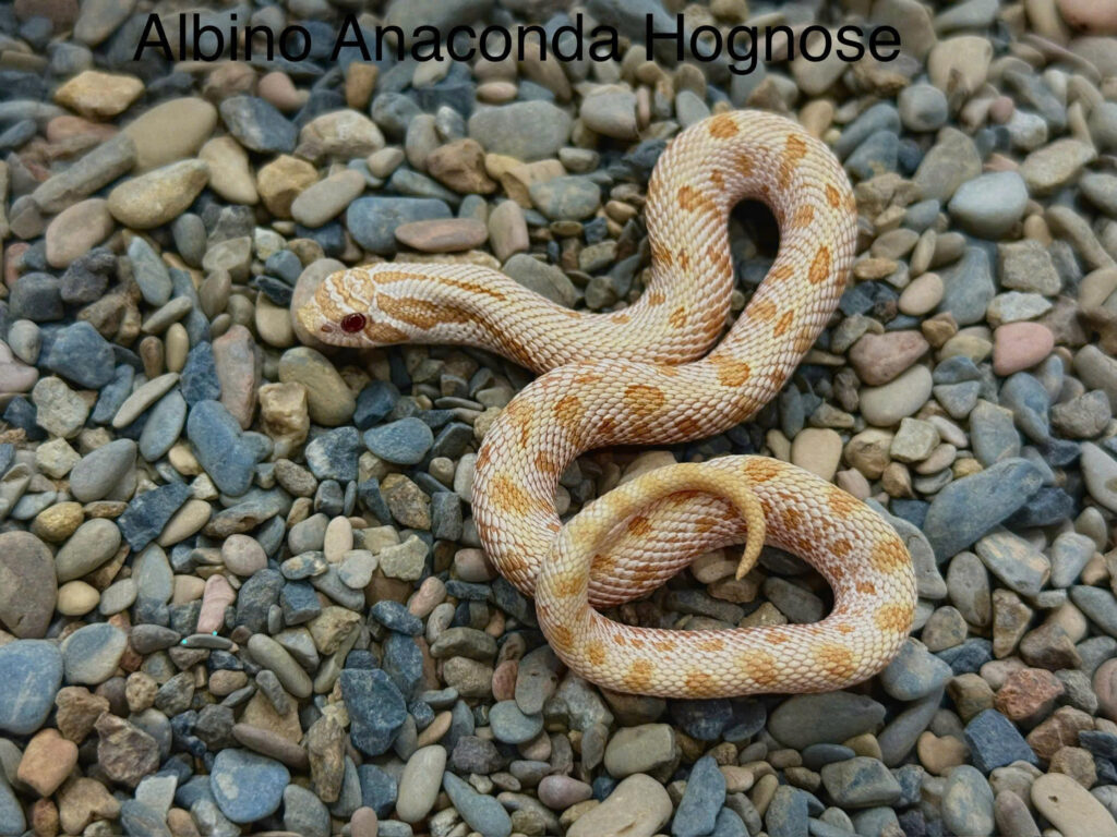 rắn mũi heo - hognose snake