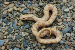 rắn mũi heo - hognose snake