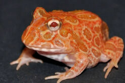 Ếch Paman Frog
