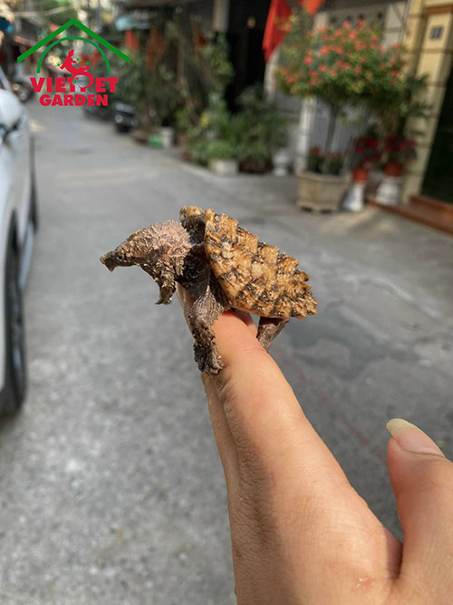 Cách Nuôi Và Chăm Sóc Rùa Cá Sấu Cảnh - Alligator Snapping Turtle