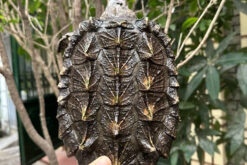 Rùa cá sấu Alligator Snapping Turtle