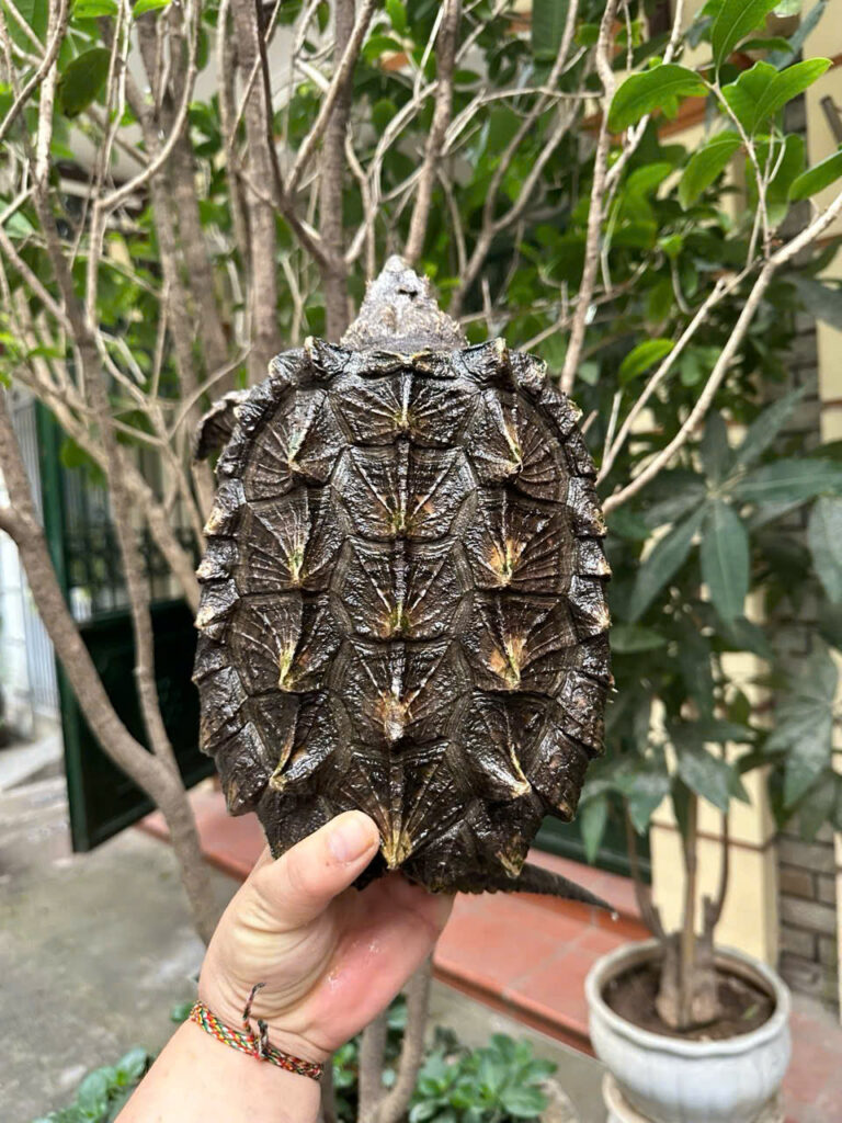 Rùa cá sấu Alligator Snapping Turtle