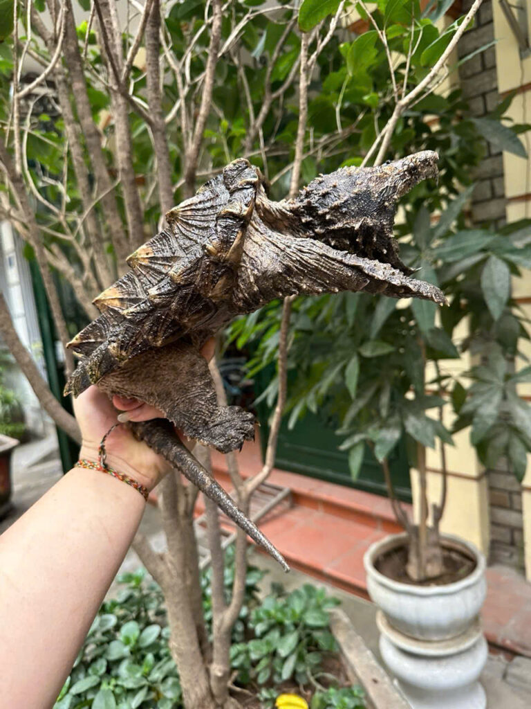 Rùa cá sấu Alligator Snapping Turtle