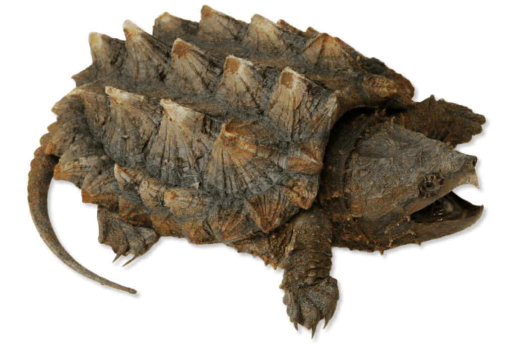Rùa cá sấu Alligator Snapping Turtle