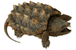 Rùa cá sấu Alligator Snapping Turtle