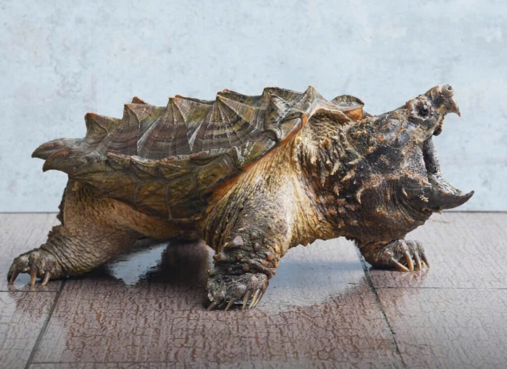 Rùa cá sấu Alligator Snapping Turtle