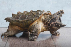 Rùa cá sấu Alligator Snapping Turtle