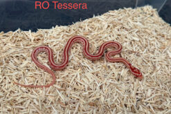 Corn snake - rắn ngô