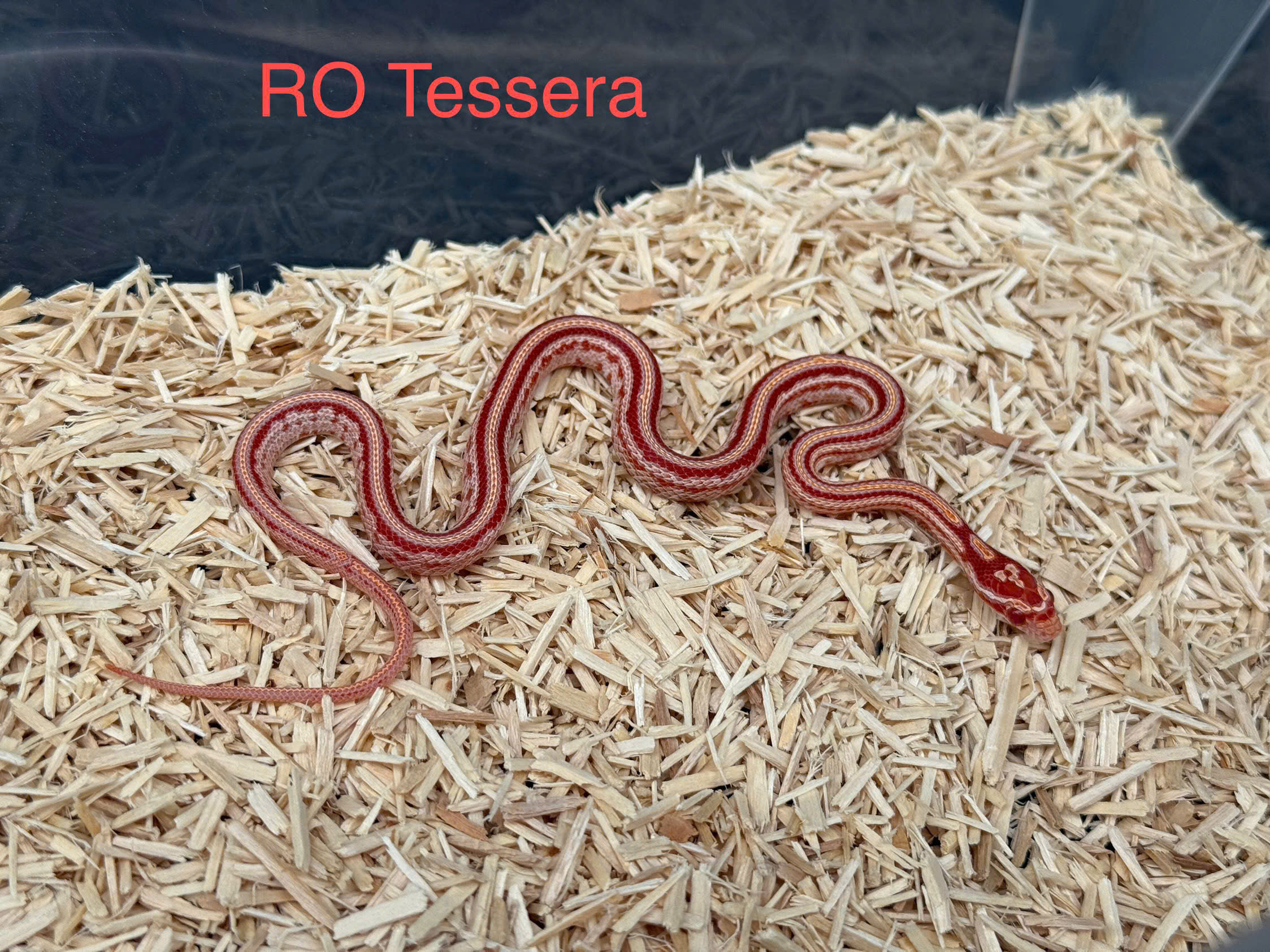 Corn snake - rắn ngô Corn snake - rắn ngô