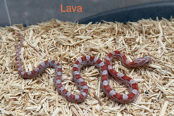 Corn snake - rắn ngô