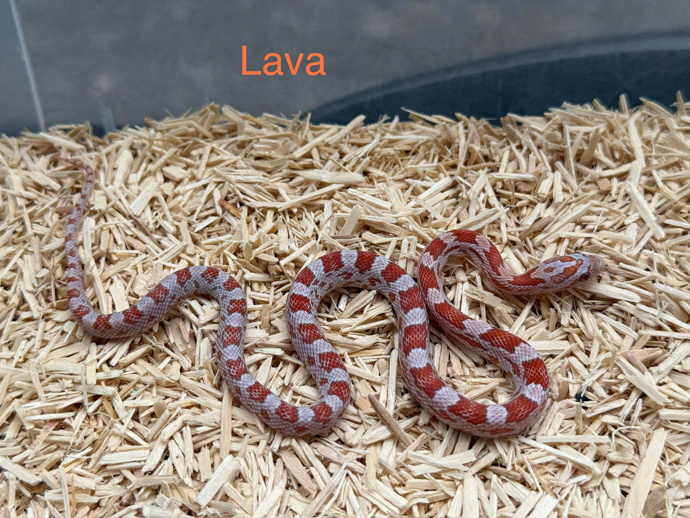 Corn snake - rắn ngô Corn snake - rắn ngô