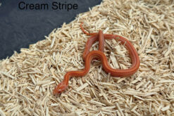 Corn snake - rắn ngô