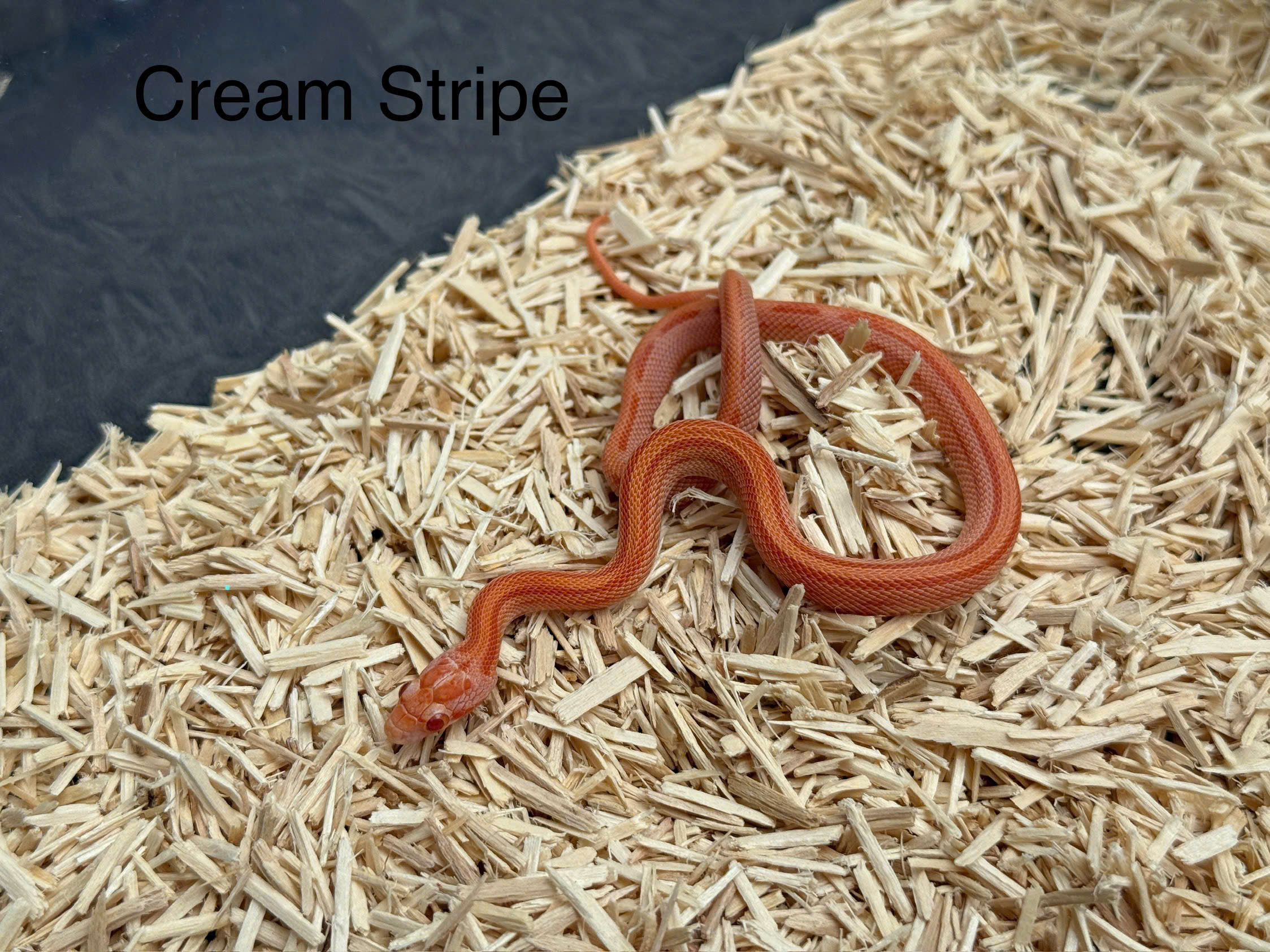 Corn snake - rắn ngô Corn snake - rắn ngô