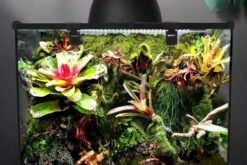 Bể Kính Chuyên Dụng Cho Bò Sát Nhỏ Nomoy - YL07 -Vietpet Garden