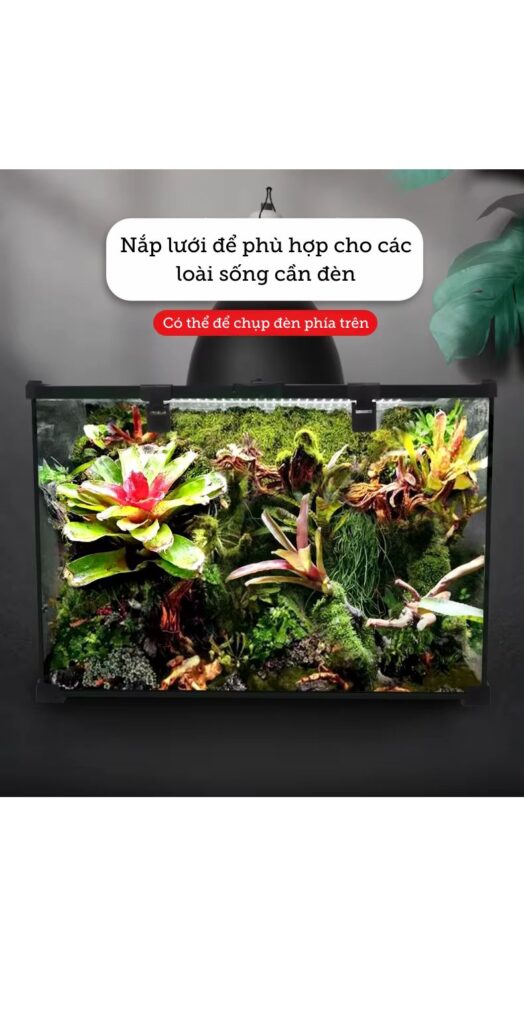 Bể Kính Chuyên Dụng Cho Bò Sát Nhỏ Nomoy - YL07 -Vietpet Garden