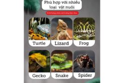 Bể Kính Chuyên Dụng Cho Bò Sát Nhỏ Nomoy - YL07 -Vietpet Garden