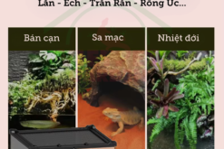 Bể kính cho bò sát YL11