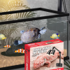 Kẹp đèn đôi hút kính chuyên dụng cho chuồng nuôi bò sát cảnh bằng đui xoáy có thể sử dụng cho các loại đèn sưởi, UVA/UVB, đèn sưởi sứ, đèn sưởi đêm, ngày đều được Đui đèn được làm bằng sứ chịu nhiệt nên độ bền sẽ cao hơn các loại kẹp đèn làm bằng đui nhựa khác. Đặc biệt kẹp đèn có thể quay được 360 độ. Kẹp hút bể kính tiện dụng ko cần chỗ gài, chỉ cần mặt kính phẳng là có thể hút rất chặt  2 công tắc riêng cho 2 bóng đèn tiện dụng 