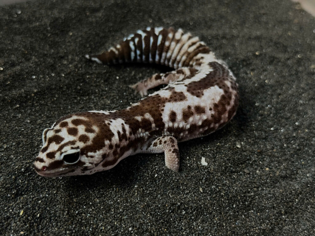 Fat Tail Gecko - Thằn Lằn Đuôi Béo (12)