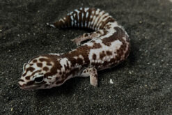 Fat Tail Gecko - Thằn Lằn Đuôi Béo (12)
