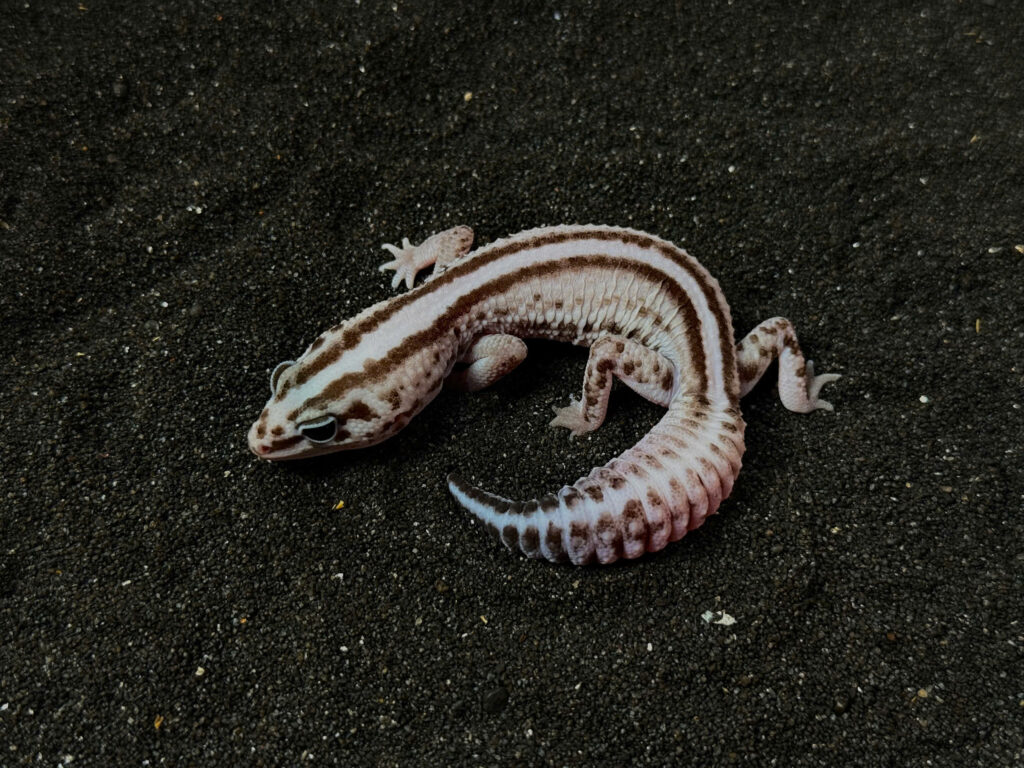 Fat Tail Gecko - Thằn Lằn Đuôi Béo (12)