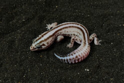 Fat Tail Gecko - Thằn Lằn Đuôi Béo (12)