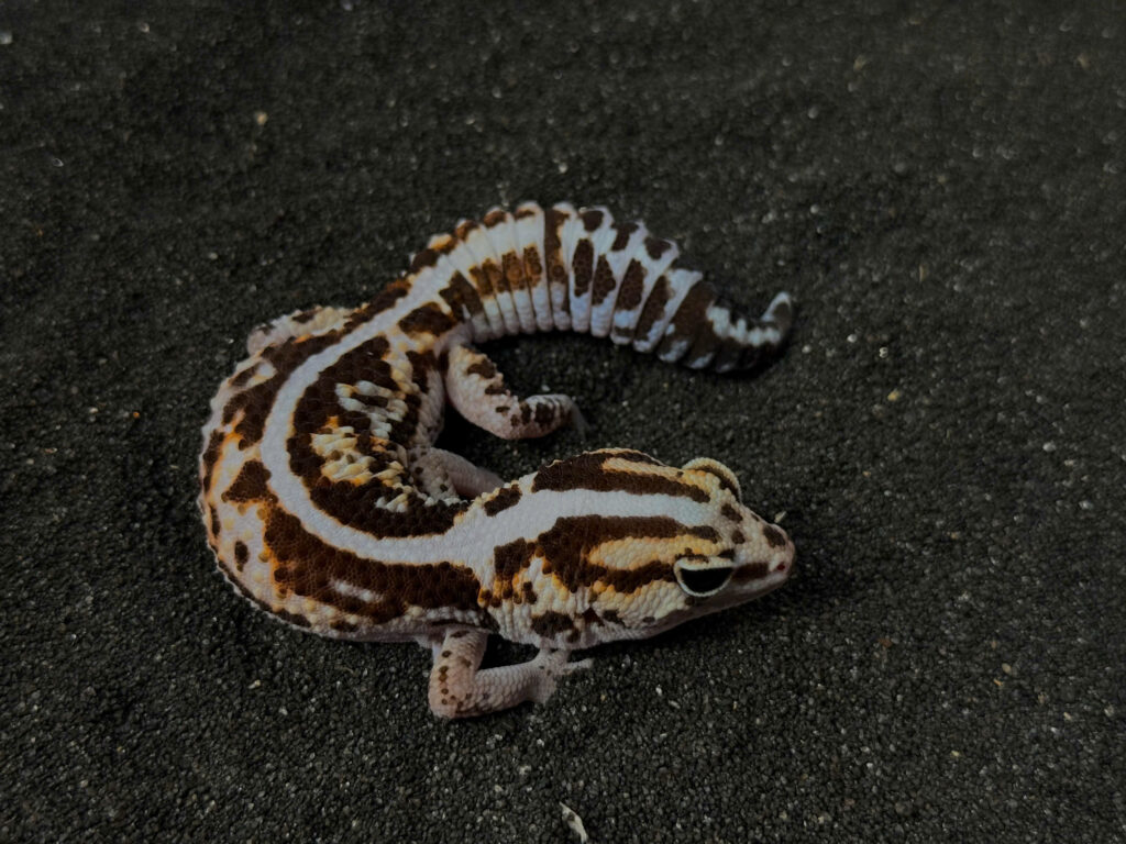Fat Tail Gecko - Thằn Lằn Đuôi Béo (12)