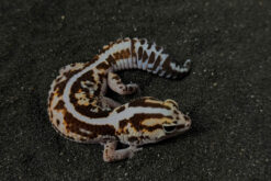 Fat Tail Gecko - Thằn Lằn Đuôi Béo (12)