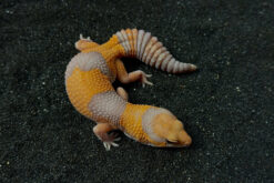 Fat Tail Gecko - Thằn Lằn Đuôi Béo (12)