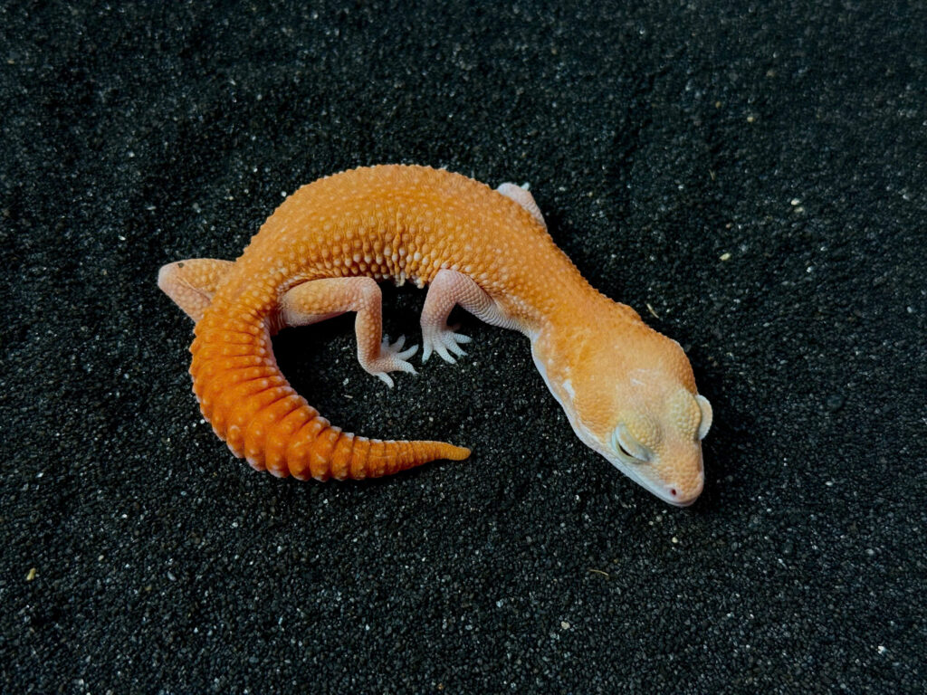 Fat Tail Gecko - Thằn Lằn Đuôi Béo (12)