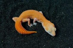 Fat Tail Gecko - Thằn Lằn Đuôi Béo (12)