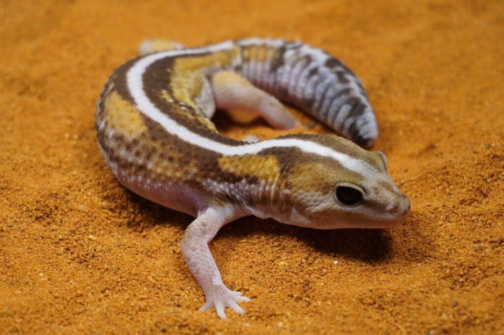 Fat Tail Gecko - Thằn Lằn Đuôi Béo (12)