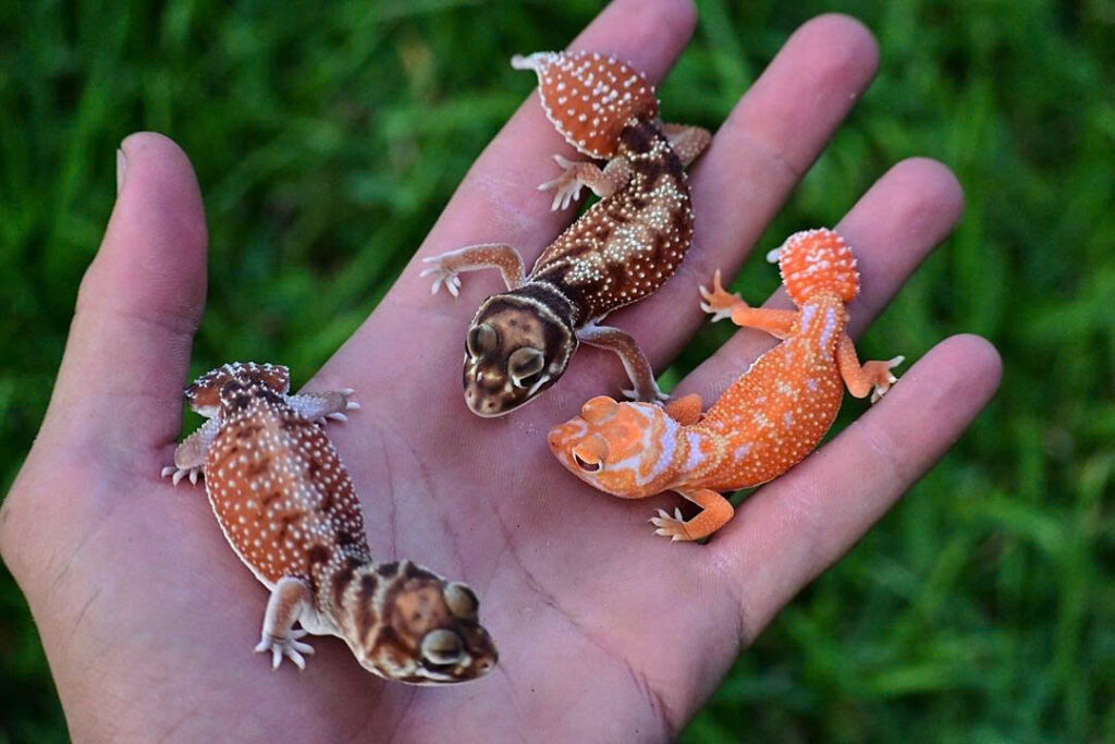 Chuồng nuôi Knob Tailed Gecko - Thằn lằn đuôi núm 1 (1)