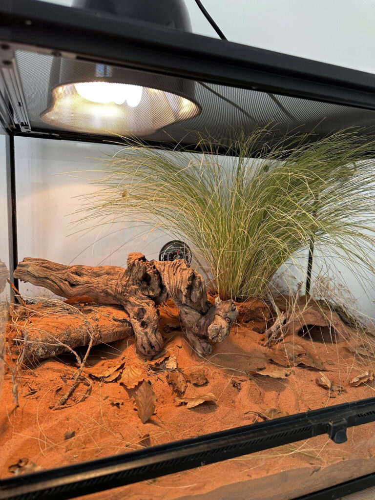 Chuồng nuôi Knob Tailed Gecko - Thằn lằn đuôi núm 1 (2)