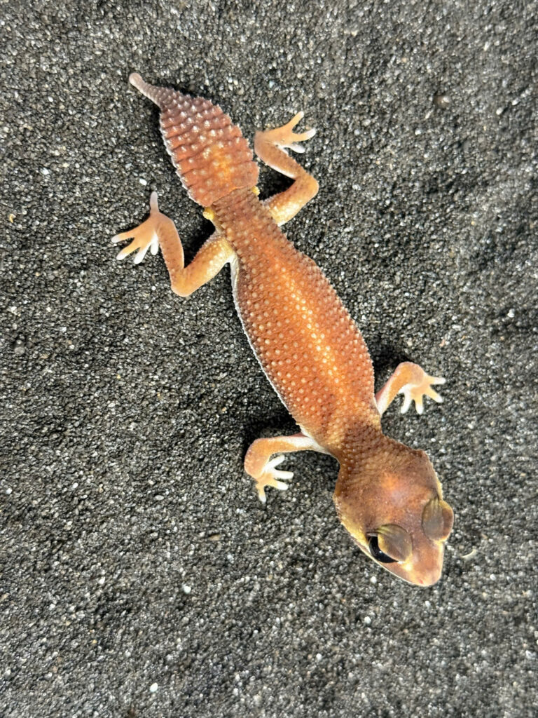 Knob Tailed Gecko - Thằn lằn đuôi núm (6)