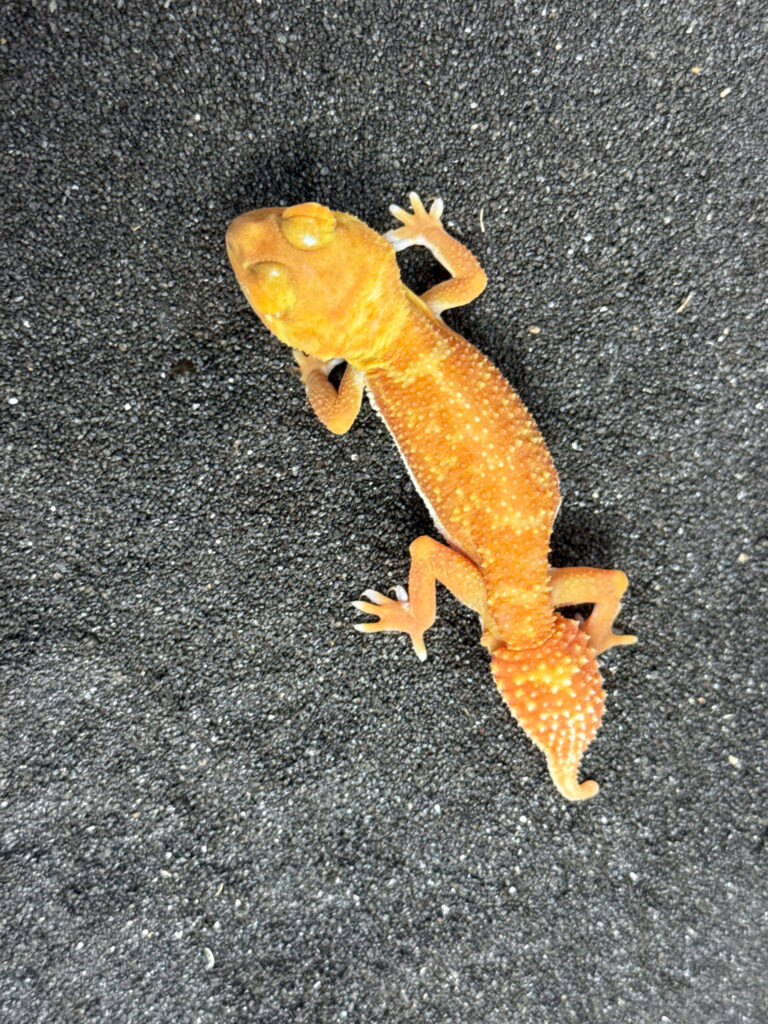 Knob Tailed Gecko - Thằn lằn đuôi núm (6)